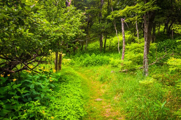 Smalle trail door een bos in het shenandoah national park, Maagde — Stockfoto