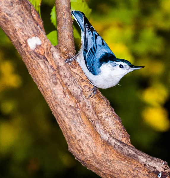 Nuthatch on a small tree. — Stock Photo, Image