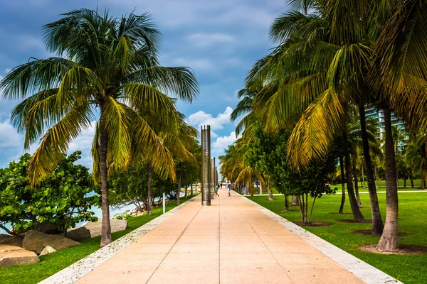 Palmiye ağaçları, yol Güney noktası park, miami, plaj. — Stok fotoğraf