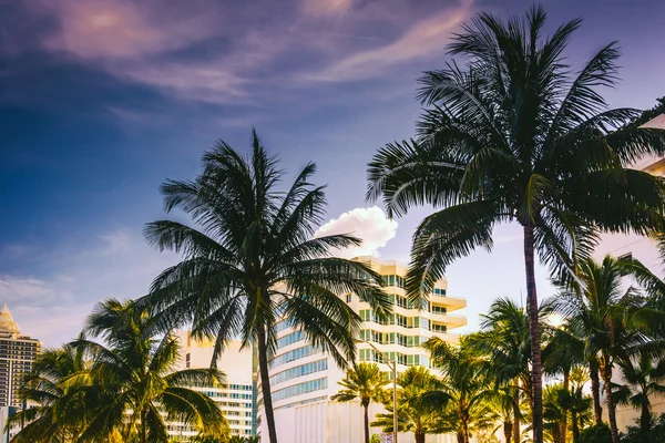 Palm trees and buildings in Miami Beach, Florida. — Stock Photo, Image