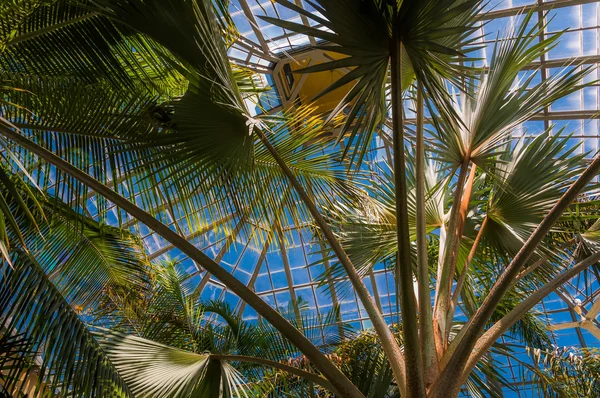 Пальмовые деревья в рабстве Говарда Питерса Раулингса в Друиде — стоковое фото