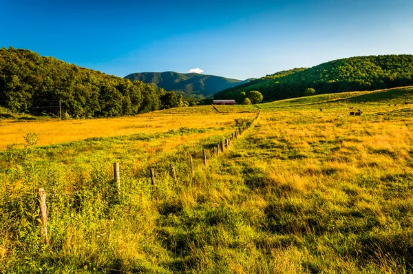 Βοσκοτόπων και θέα τα όρη Μπλου Ριτζ στην shenandoah v — Φωτογραφία Αρχείου