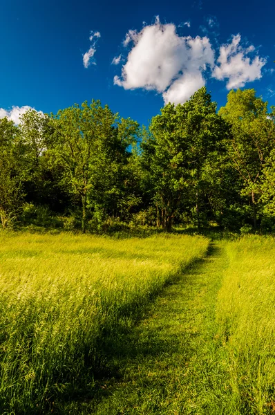 Path through grassy field at Antietam National Battlefield, Mary — Stock Photo, Image