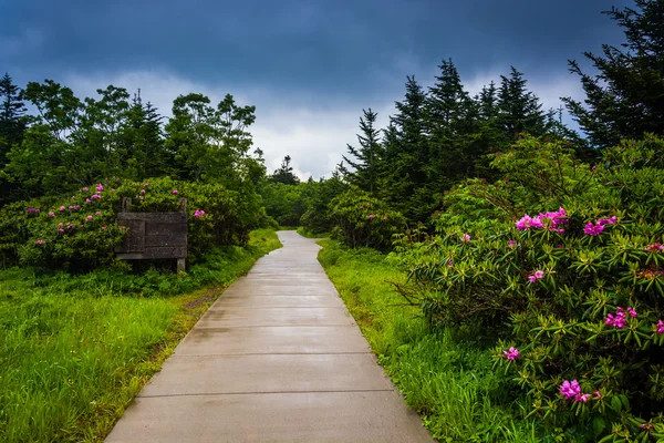 Path through the Roan Mountain Rhododendron Gardens, near Carver — Stock Photo, Image