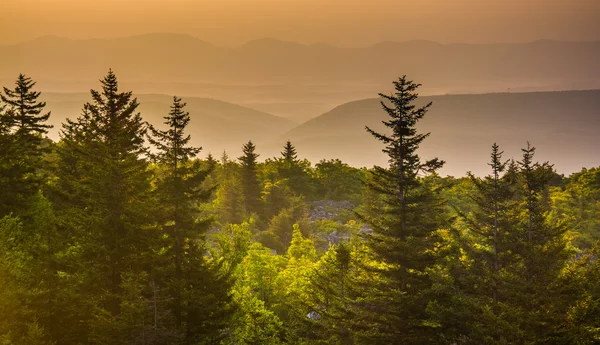 Pine trees and distant mountains at sunrise, seen from Bear Rock — Stock Photo, Image