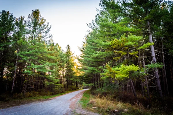 Pinos a lo largo de un camino de tierra en Michaux State Forest, Pennsylvan — Foto de Stock