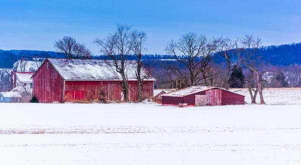 Karla kaplı bir alanda kırsal york county, pennsylv kırmızı kulübeler — Stok fotoğraf