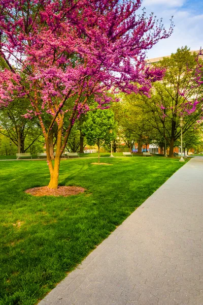 Redbud drzew wzdłuż ścieżki w capitol w harrisburg, — Zdjęcie stockowe