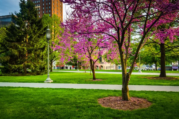Redbud trees at the Capitol Complex in Harrisburg, Pennsylvania. — Stock Photo, Image