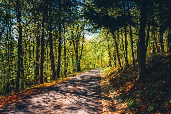 Estrada através de uma floresta em Monticello, Virginia . — Fotografia de Stock