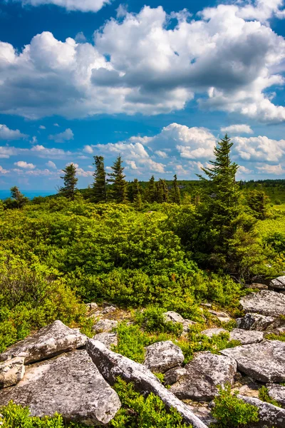 Rocks and pine trees at Bear Rocks Preserve, Monongahela Nationa — Stock Photo, Image