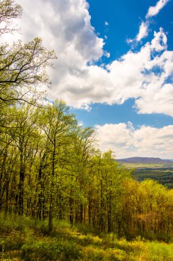 shenandoah Milli Parkı, virginia renkte bahar. 