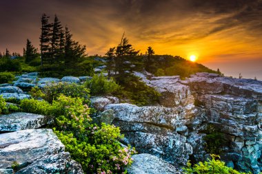 ayı güneş doğarken koru, dolly sods doğada monon kayalar