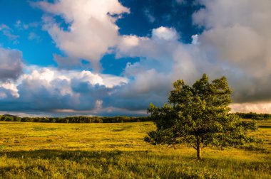 gün batımı bulutlar büyük çayırlar, shenandoah Ulusal pa bir ağaç üzerinde