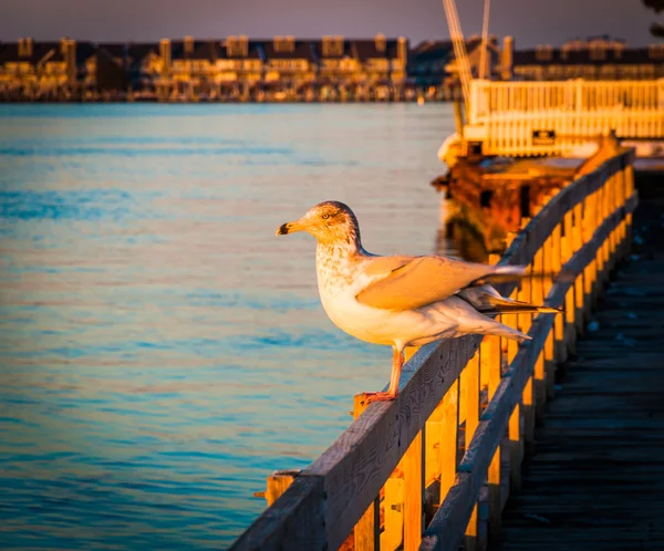 Gaivota numa cerca em Ocean City, Maryland . — Fotografia de Stock