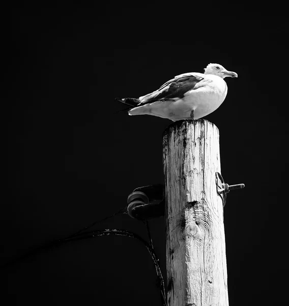Seagull on top of a utility pole in Point Pleasant Beach, New Je — Stock Photo, Image