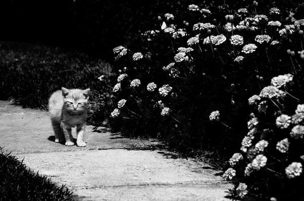 ลูกแมวตัวเล็กเดินไปตามเส้นทางสวน . — ภาพถ่ายสต็อก