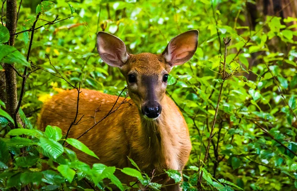 Small deer along the Limberlost Trail in Shenandoah National Par — Stock Photo, Image
