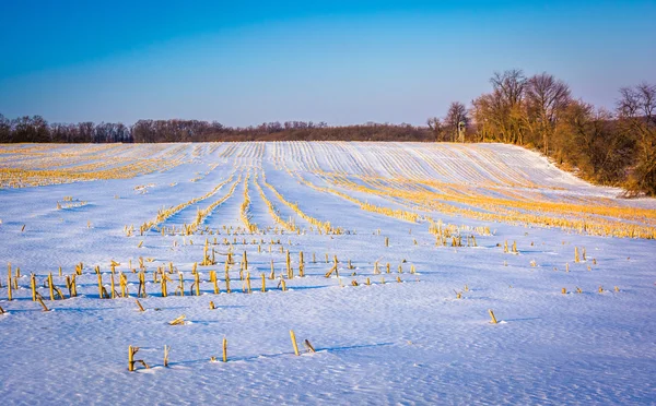 Campo agrícola cubierto de nieve en el condado rural de York, Pensilvania . — Foto de Stock