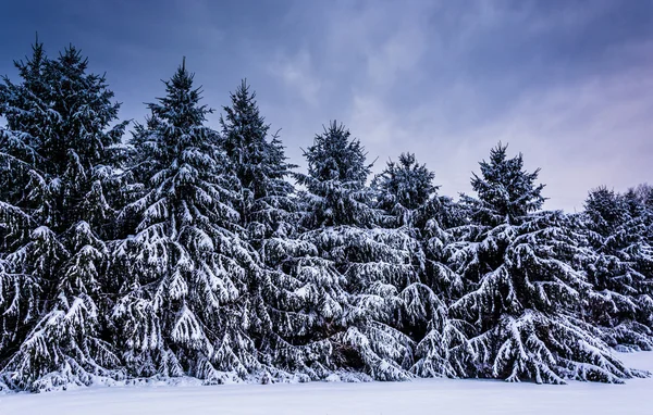 Pohon pinus tertutup salju di pedesaan Carroll County, Maryland . — Stok Foto