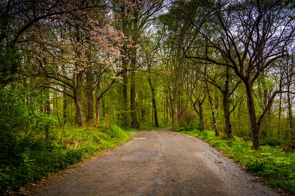 Kolor wiosny wzdłuż drogi przez las w lancaster county c — Zdjęcie stockowe