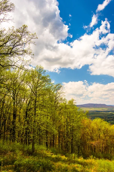 Lente kleur in shenandoah national park, virginia. — Stockfoto