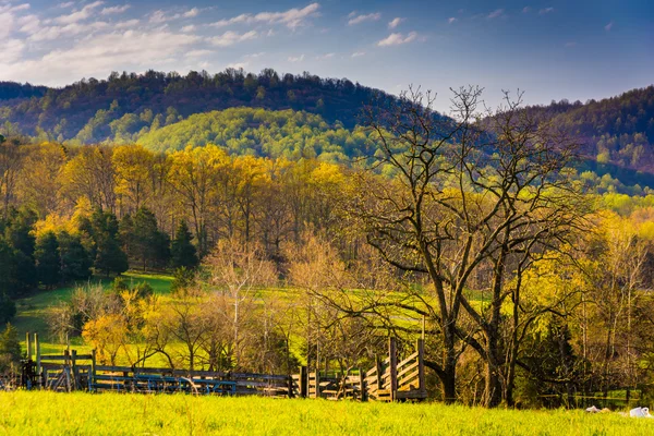 Cor da primavera no Vale do Shenandoah, Virgínia . — Fotografia de Stock