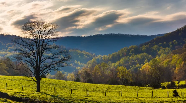 Kolory wiosny, pośród wzgórz w dolinie shenandoah, virginia. — Zdjęcie stockowe