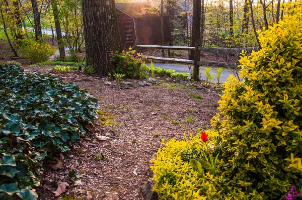 Весенний сад под вечерним освещением — стоковое фото