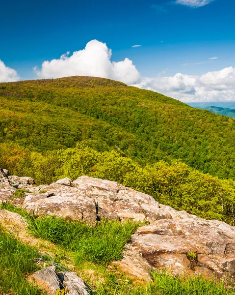 Spring colors on a mountain in Shenandoah National Park, Virgini — Stock Photo, Image