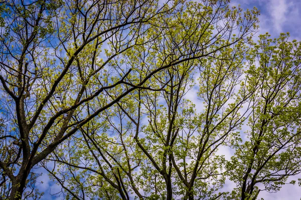 Verdi primaverili sugli alberi nella contea rurale di York, Pennsylvania — Foto Stock