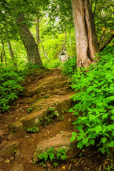 陡峭的山坡，在弗吉尼亚州谢南多厄国家公园的小路上. — 图库照片