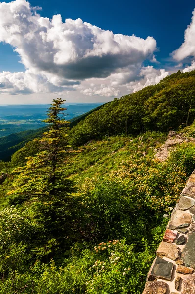 Steinmauer und Kiefer am Blick auf Skyline Drive in Shenand — Stockfoto