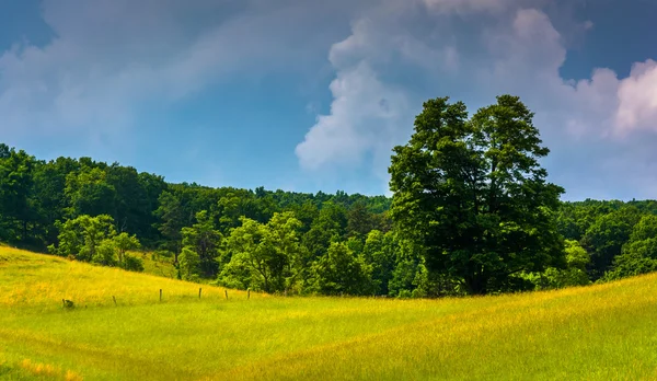 Storm wolken boven een boom en een veld in de landelijke potomac-highla — Stockfoto