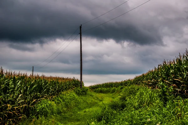 Nubes de tormenta sobre campos de maíz y postes de servicios públicos en York Co rural —  Fotos de Stock