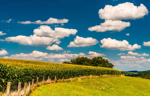 Nuvole estive sul campo di mais e recinzione nella contea rurale di York, Pe — Foto Stock