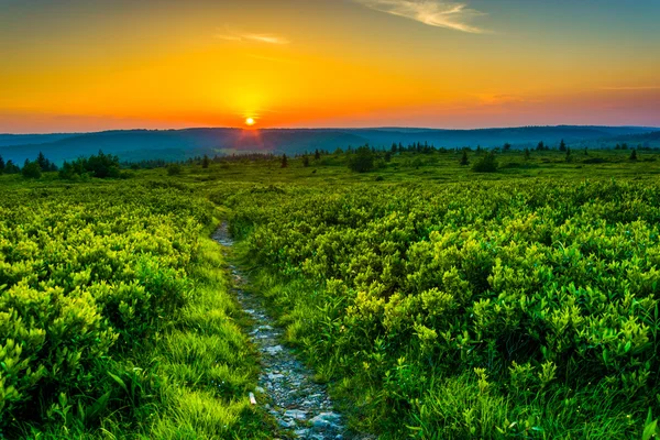 Tramonto a Dolly Sods Wilderness, Monongahela National Forest, Noi — Foto Stock