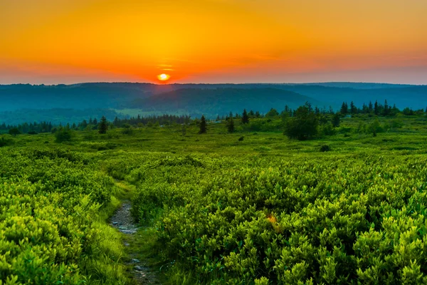 Pôr do sol em Dolly Sods Wilderness, Monongahela National Forest, Nós — Fotografia de Stock