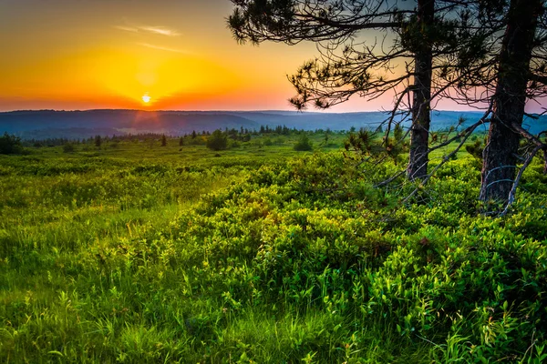 Zonsondergang bij dolly zoden wildernis, monongahela national forest, wij — Stockfoto