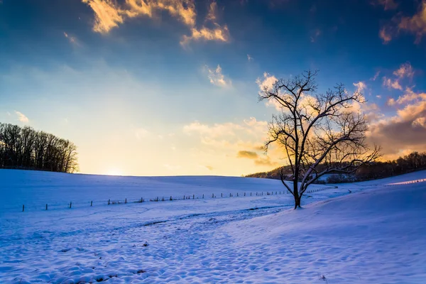 Tramonto su un albero e un campo innevato nella contea rurale di York , — Foto Stock