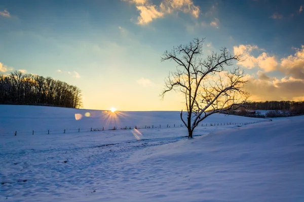 Sonnenuntergang über einem Baum und einem schneebedeckten Feld im ländlichen Kreis York, — Stockfoto