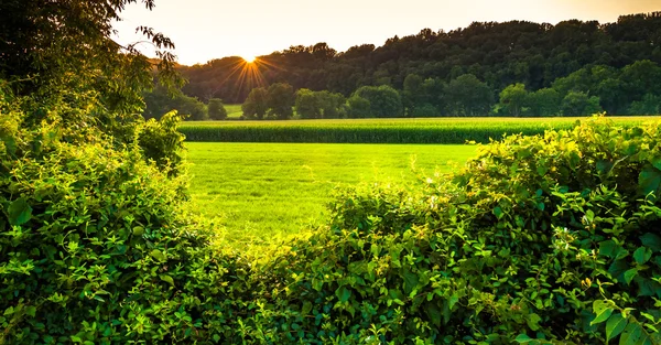 Sunset over bushes and a farm field in Southern York County, Pen — Stock Photo, Image