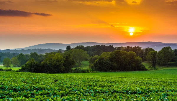 Zonsondergang over boerderij velden en de heuvels piegon in landelijke york graaf — Stockfoto