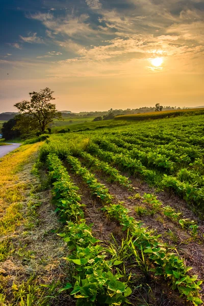 Pôr do sol sobre campos agrícolas no Condado de York rural, Pensilvânia . — Fotografia de Stock