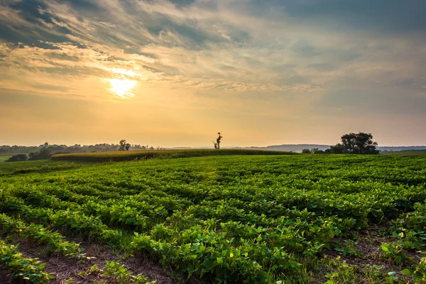 Puesta de sol sobre campos agrícolas en el condado rural de York, Pensilvania . — Foto de Stock