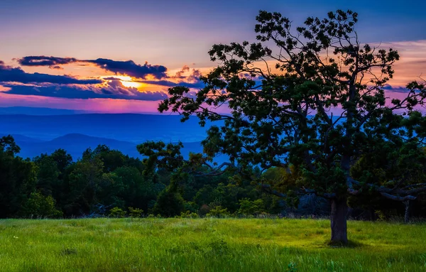 Coucher de soleil sur les Appalaches et l'arbre dans la prairie à Shenandoah Na — Photo