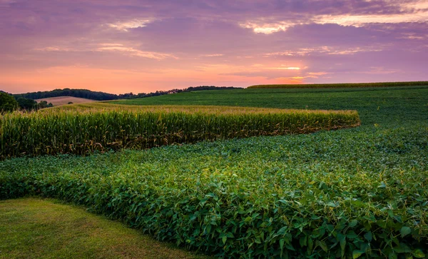 Sonnenuntergangshimmel über einem Feld in der ländlichen Grafschaft York, Pennsylvania. — Stockfoto