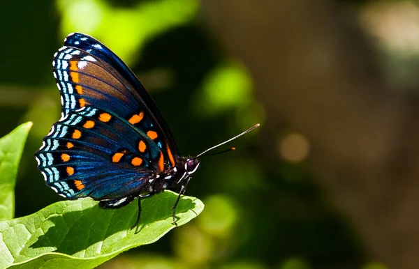 Swallowtail butterfly on a leaf, in George Washington National F — Stock Photo, Image
