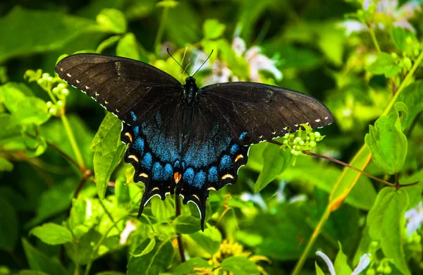 Swallowtail motyl Parku Narodowego shenandoah, virginia. — Zdjęcie stockowe