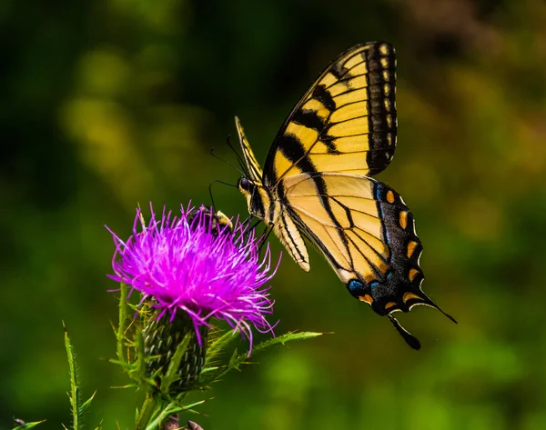 Papillon hirondelle sur un chardon dans le parc national de Shenandoah , — Photo